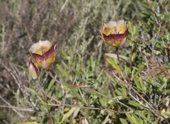 Calochortus weedii intermedius
