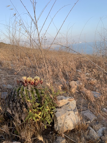 Ferocactus viridescens