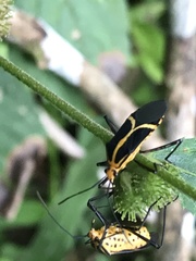 Hypselonotus linea
