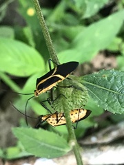 Hypselonotus linea