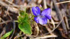 Viola hirta