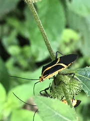Hypselonotus linea