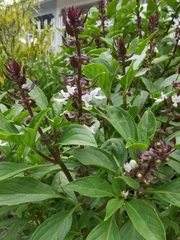 Ocimum