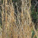 Broomsedge Bluestem - Photo (c) plectrudis, some rights reserved (CC BY-NC), uploaded by plectrudis