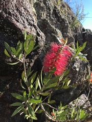 Melaleuca comboynensis