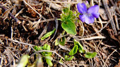 Viola hirta