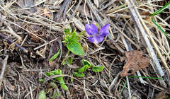 Viola hirta