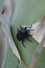 Scyphophorus yuccae