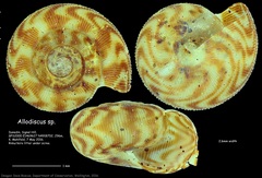 Allodiscus adriana image