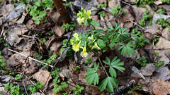 Corydalis bracteata