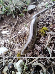Chalcides chalcides