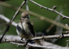 Prodotiscus regulus