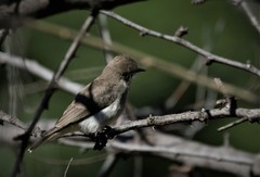 Prodotiscus regulus