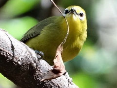 Zosterops senegalensis