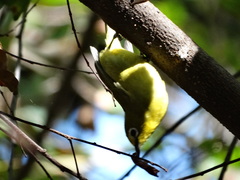 Zosterops senegalensis