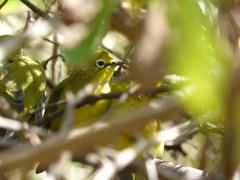 Zosterops senegalensis