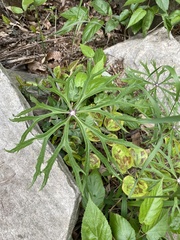 Syneilesis aconitifolia