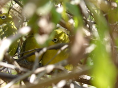 Zosterops senegalensis