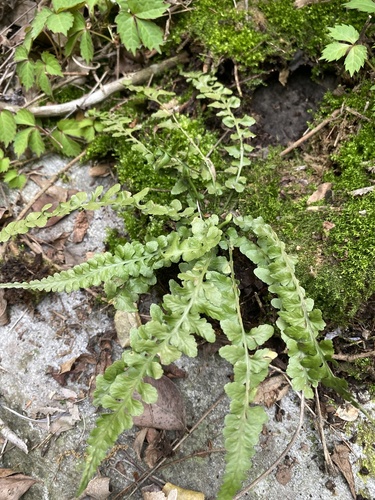 Asplenium × castaneoviride iNat (1)