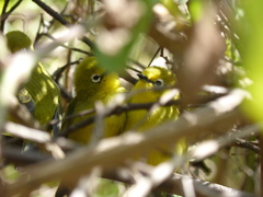 Zosterops senegalensis
