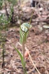 Pterostylis striata