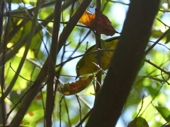 Zosterops senegalensis