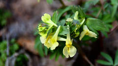 Corydalis bracteata