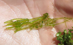 Chara australis