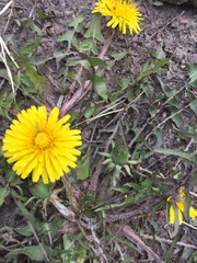 Taraxacum officinale