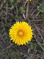 Taraxacum officinale