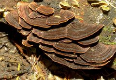 Thelephora versicolor image