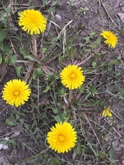 Taraxacum officinale