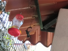 Cynanthus latirostris