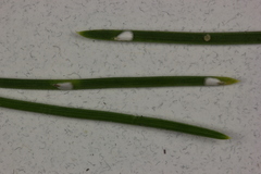 Chionaspis pinifoliae