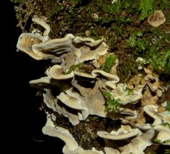Bjerkandera adusta image