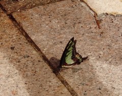 Graphium cloanthus