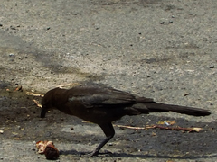 Quiscalus mexicanus