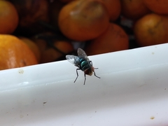 Chrysomya megacephala
