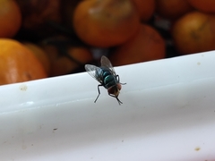 Chrysomya megacephala
