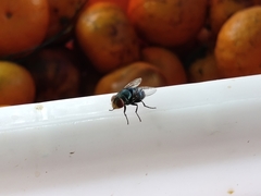 Chrysomya megacephala