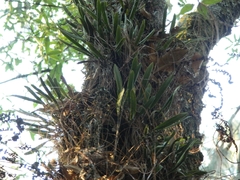 Stelis retusa