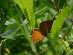 Ariadne ariadne alterna