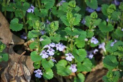 Glechoma hederacea