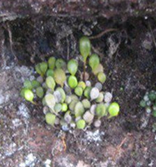 Pterozonium cyclophyllum