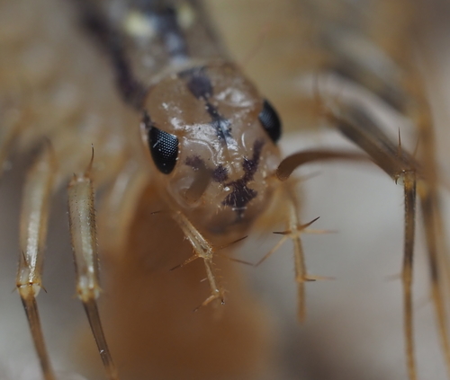 House centipede