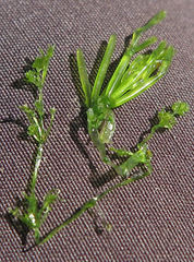 Chara australis