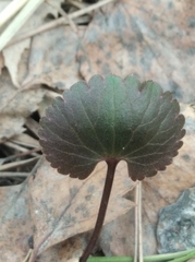 Ranunculus cassubicus