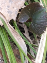 Ranunculus cassubicus