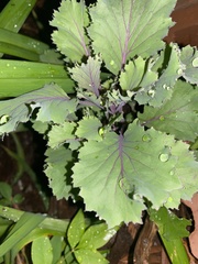Brassica oleracea