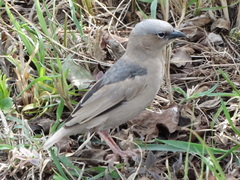 Pseudonigrita arnaudi